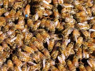 honey bees with the queen in one of my colonies.